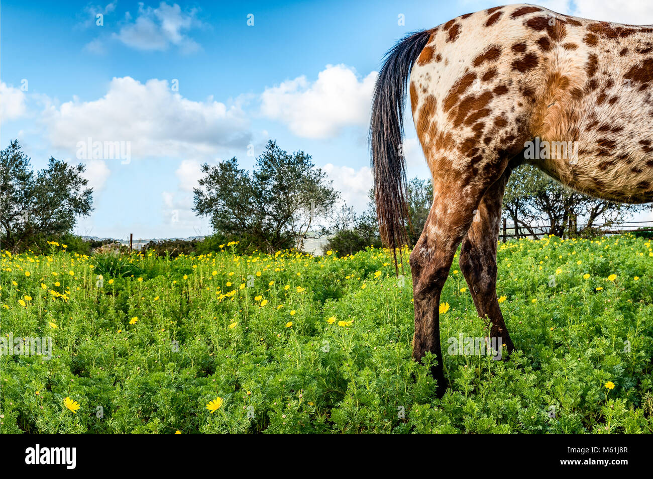Red spotted cavallo in un giallo fiori di campo in un blu cielo soleggiato giorno Foto Stock