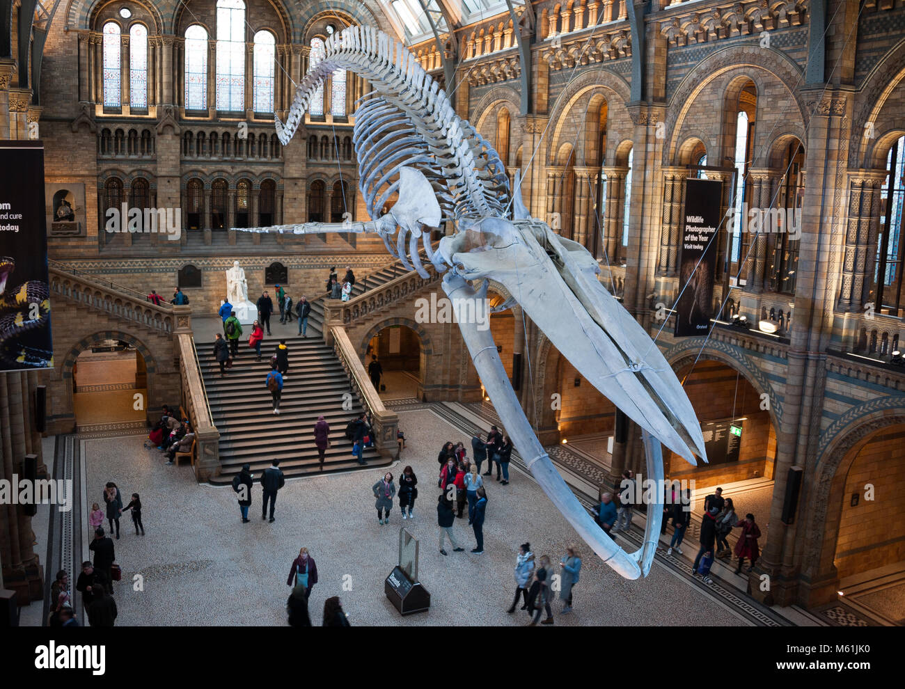 Blu femmina di scheletro di balena denominata "Speranza" nel Hintze Hall, il Museo di Storia Naturale di Londra, Regno Unito Foto Stock