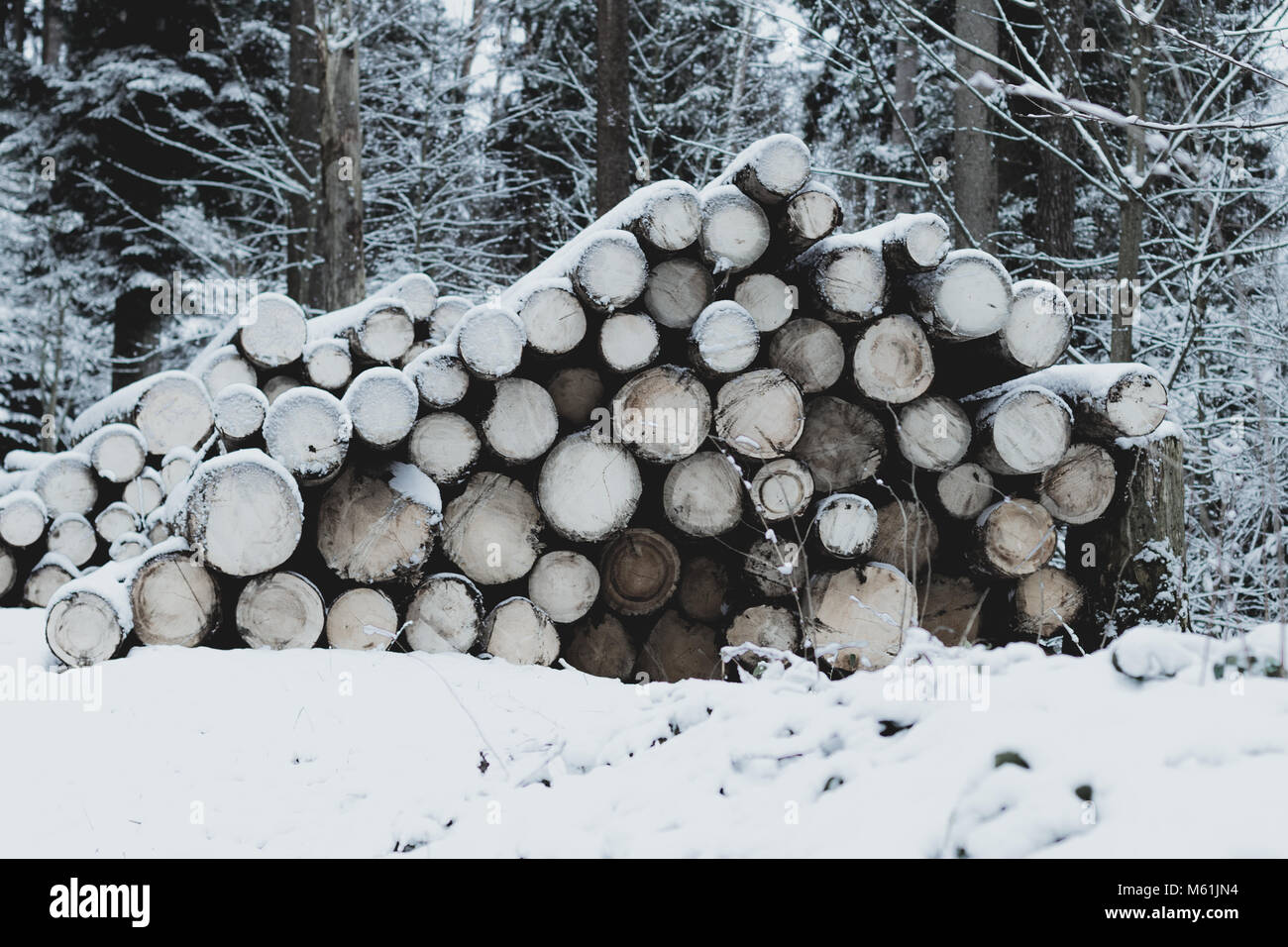 Woodpile di fresco log tagliato coperto di neve Foto Stock