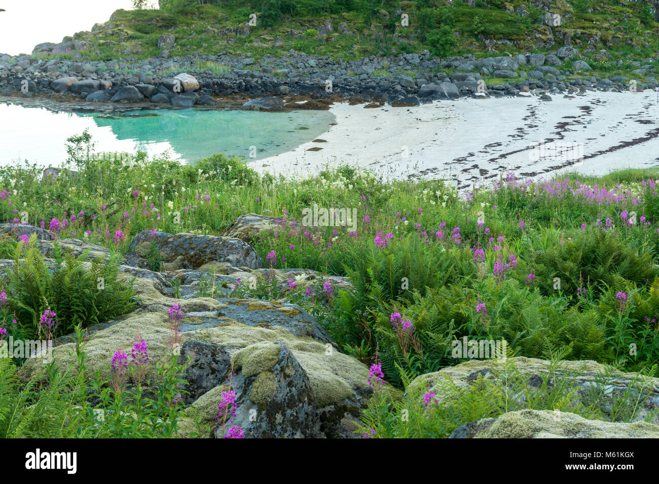 Fioritura di erbe e di pietre ricoperto con moss sulla spiaggia sabbiosa, Lofoten, Norvegia Foto Stock