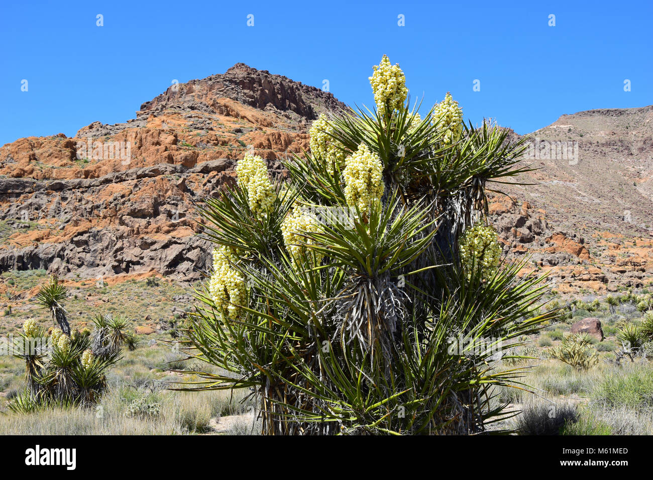 Joshua Tree nel deserto di Mojave in California Foto Stock