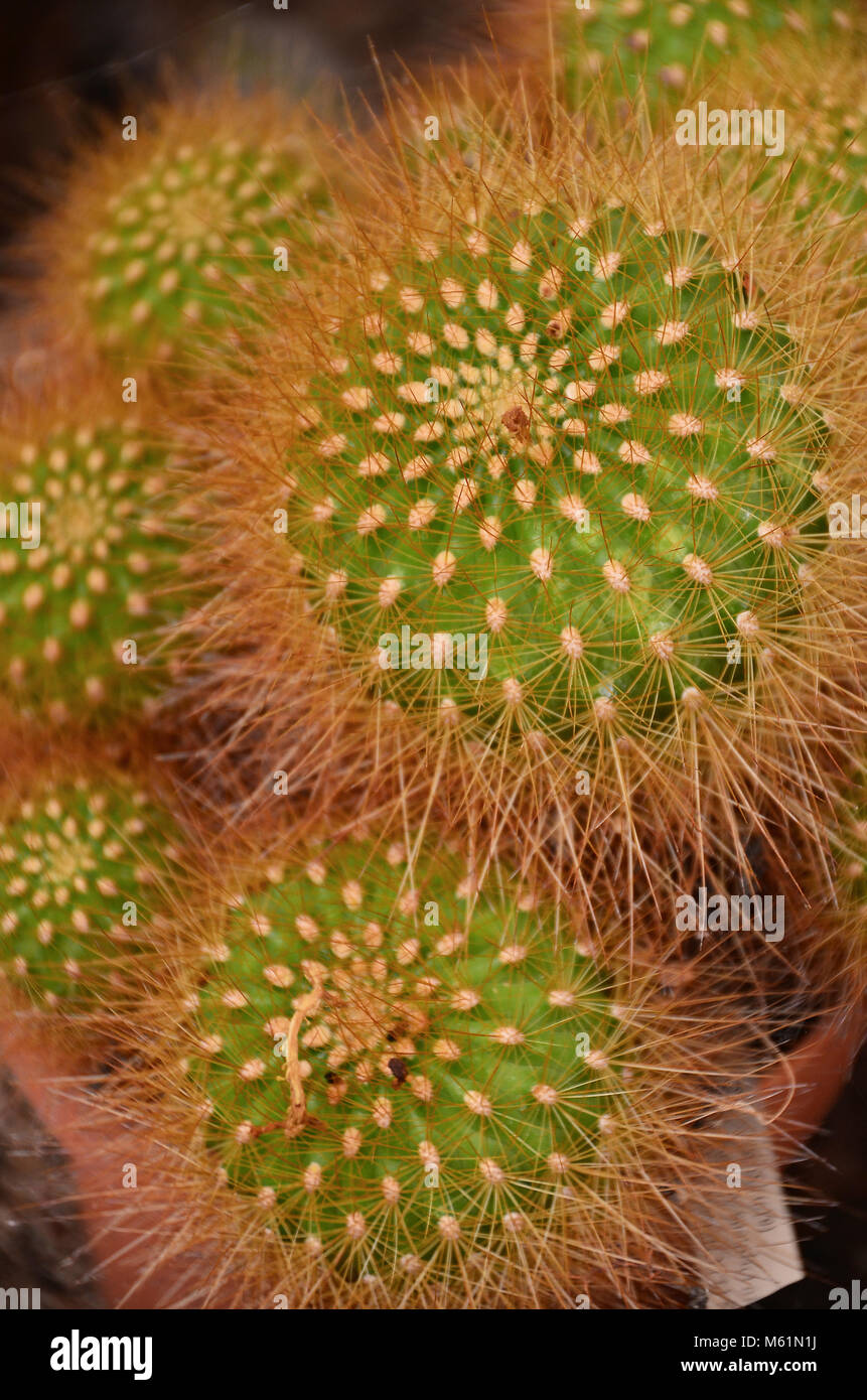 Desert cactus vicino a Palm Springs, California Foto Stock