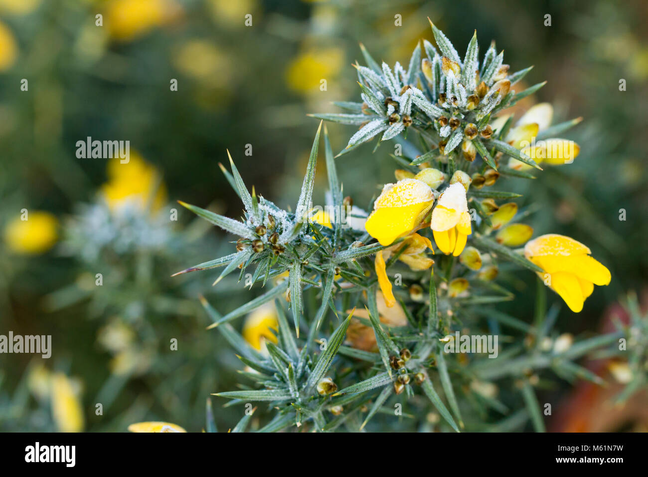 In prossimità di alcuni coperto di brina gorse (Ulex Europaeus) su una mattina inverni nel Dorset, Regno Unito Foto Stock