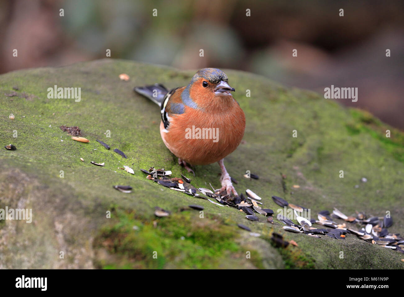 Maschio adulto fringuello, Fringilla coelebs mangiare seme su un muschio coperto di pietra, Inghilterra, Regno Unito. Foto Stock