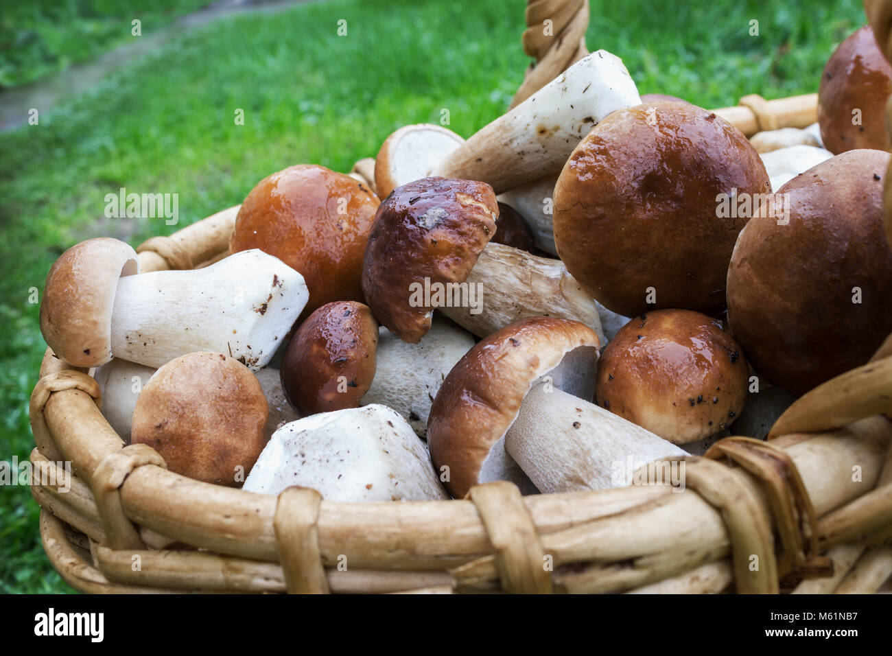 Nobile bianco di funghi in un cesto di vimini Foto Stock