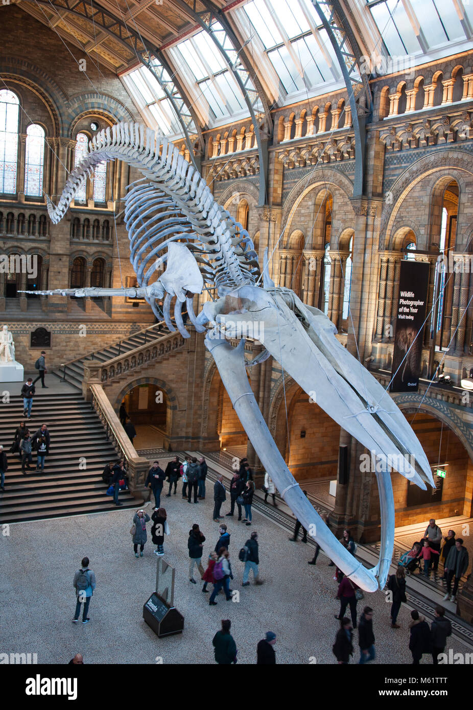 Blu femmina di scheletro di balena denominata "Speranza" nel Hintze Hall, il Museo di Storia Naturale di Londra, Regno Unito Foto Stock