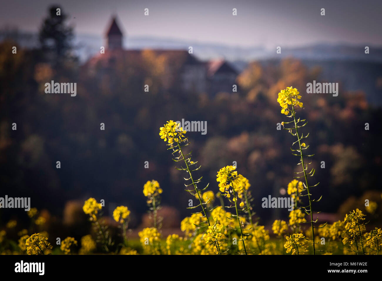 Burg Wernberg castello Tedesco in Baviera con campi e boschi Foto Stock