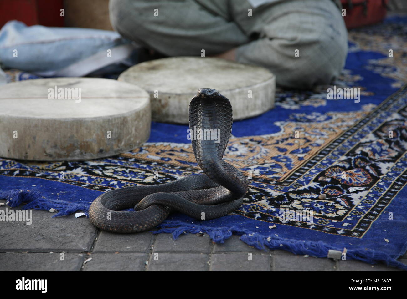 Giugno 9, 2008; Marrakech, Marocco; un cobra danza alla musica di un serpente incantatore nella piazza di Jemaa el Fna a Marrakech, Marocco. Ogni evenin Foto Stock