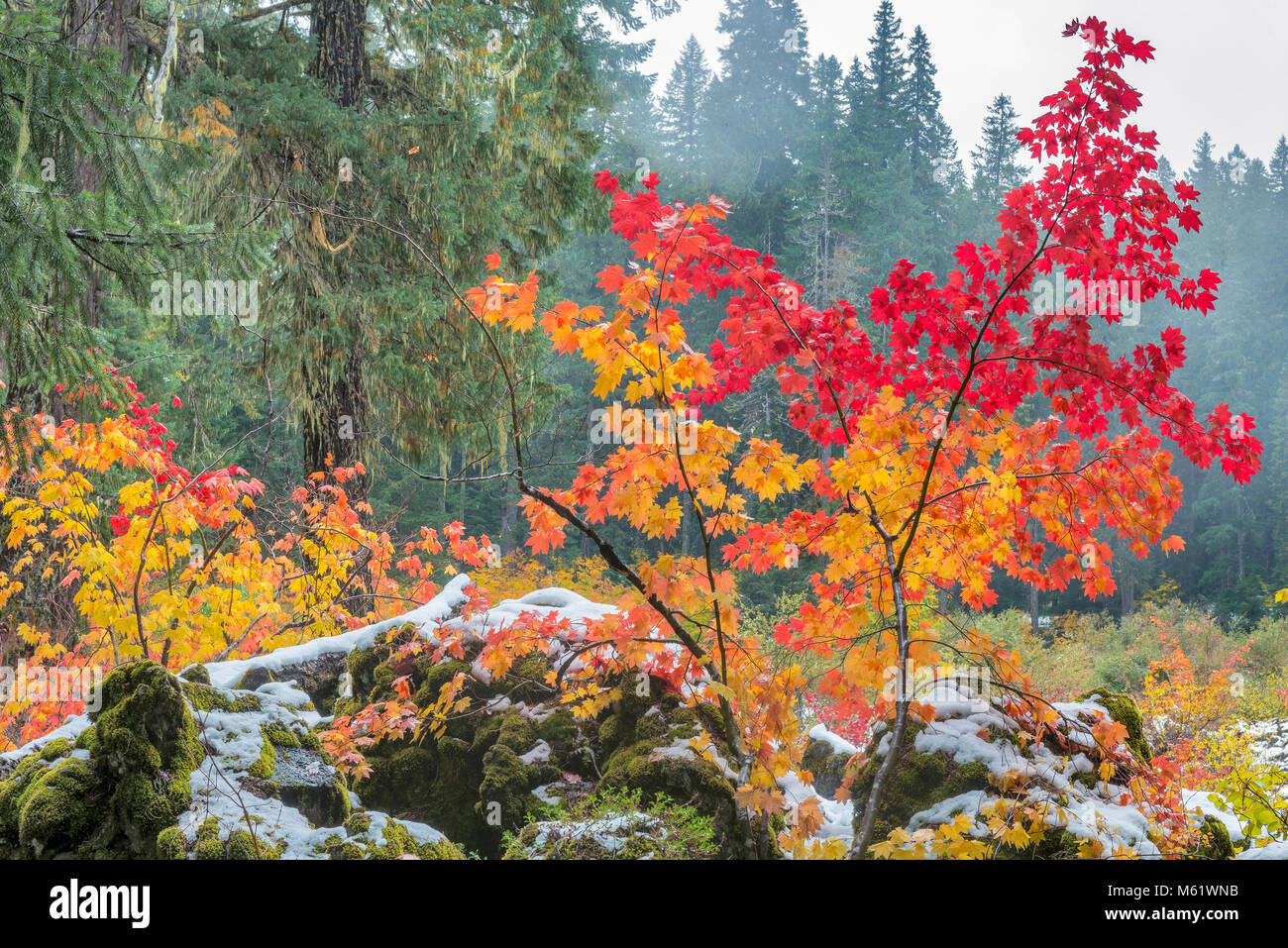 La nebbia, Vine Maple, Acer circinatum, pietra lavica, Santiam Trail, McKenzie River National paesaggistico e selvaggio fiume Willamette National Forest, Oregon Foto Stock