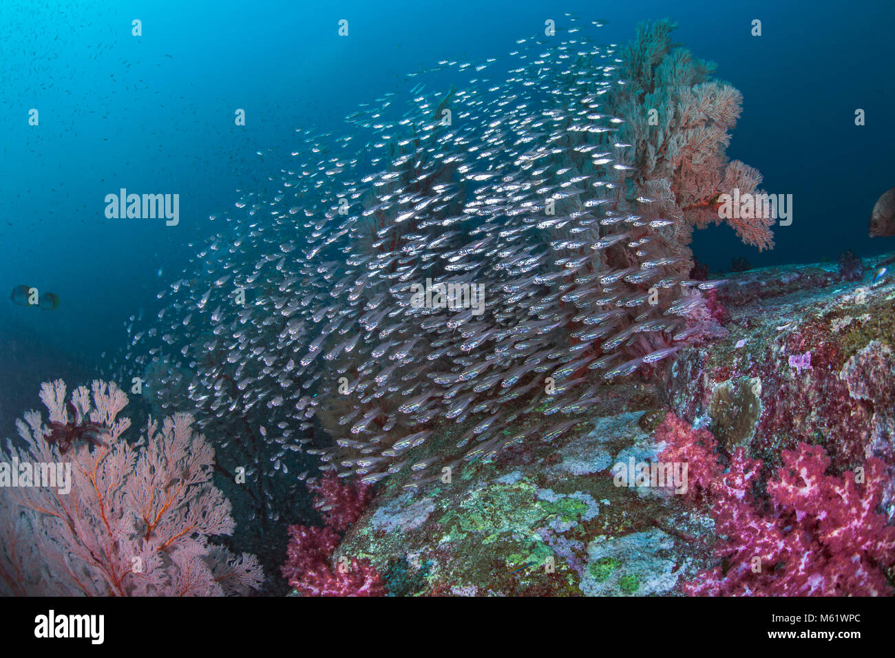 Scuola di argento traslucido glassfish riflettono il colore dei loro dintorni come una scintillante caleidoscopio. Richelieu Rock, sul Mare delle Andamane, Thailandia. Foto Stock