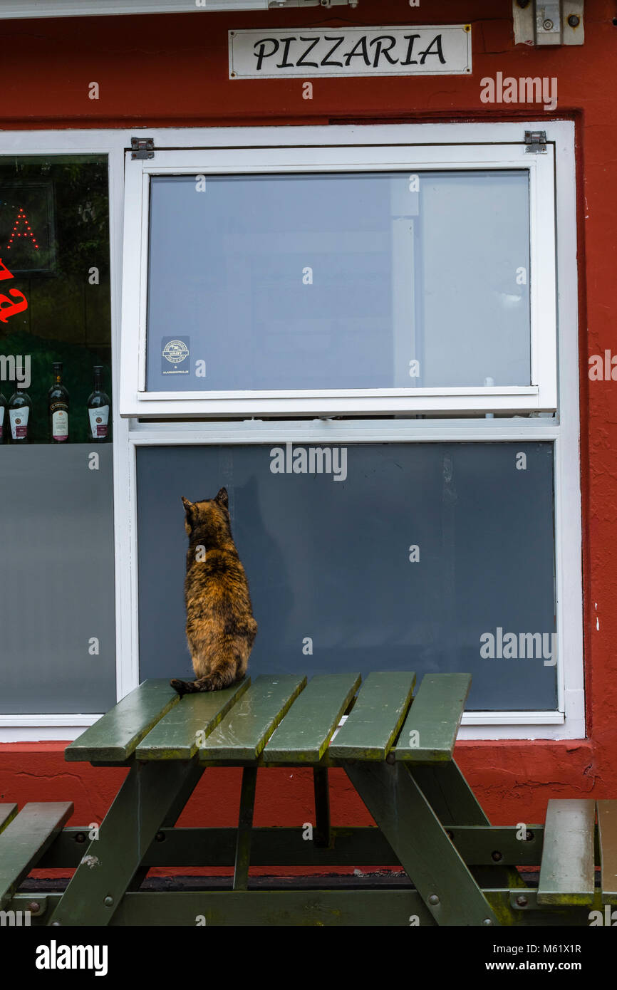 Gatto in pizzeria in attesa per pizza Foto Stock