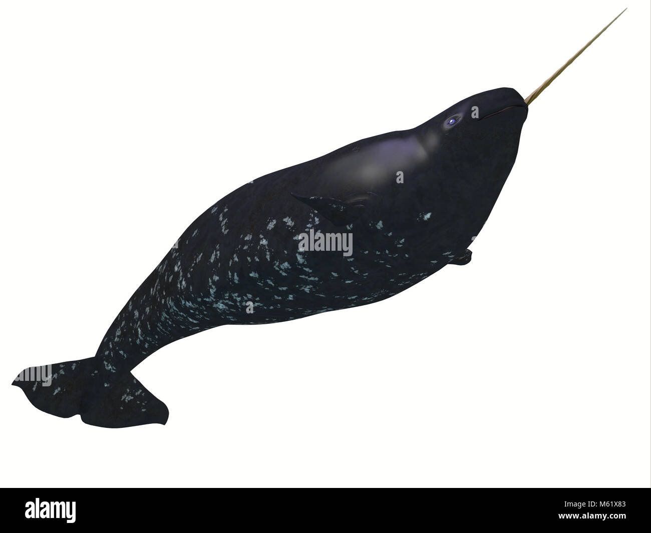 Il Narwhal è di medie dimensioni balena dentata che vive in famiglia sociale baccelli di diverse persone. Foto Stock