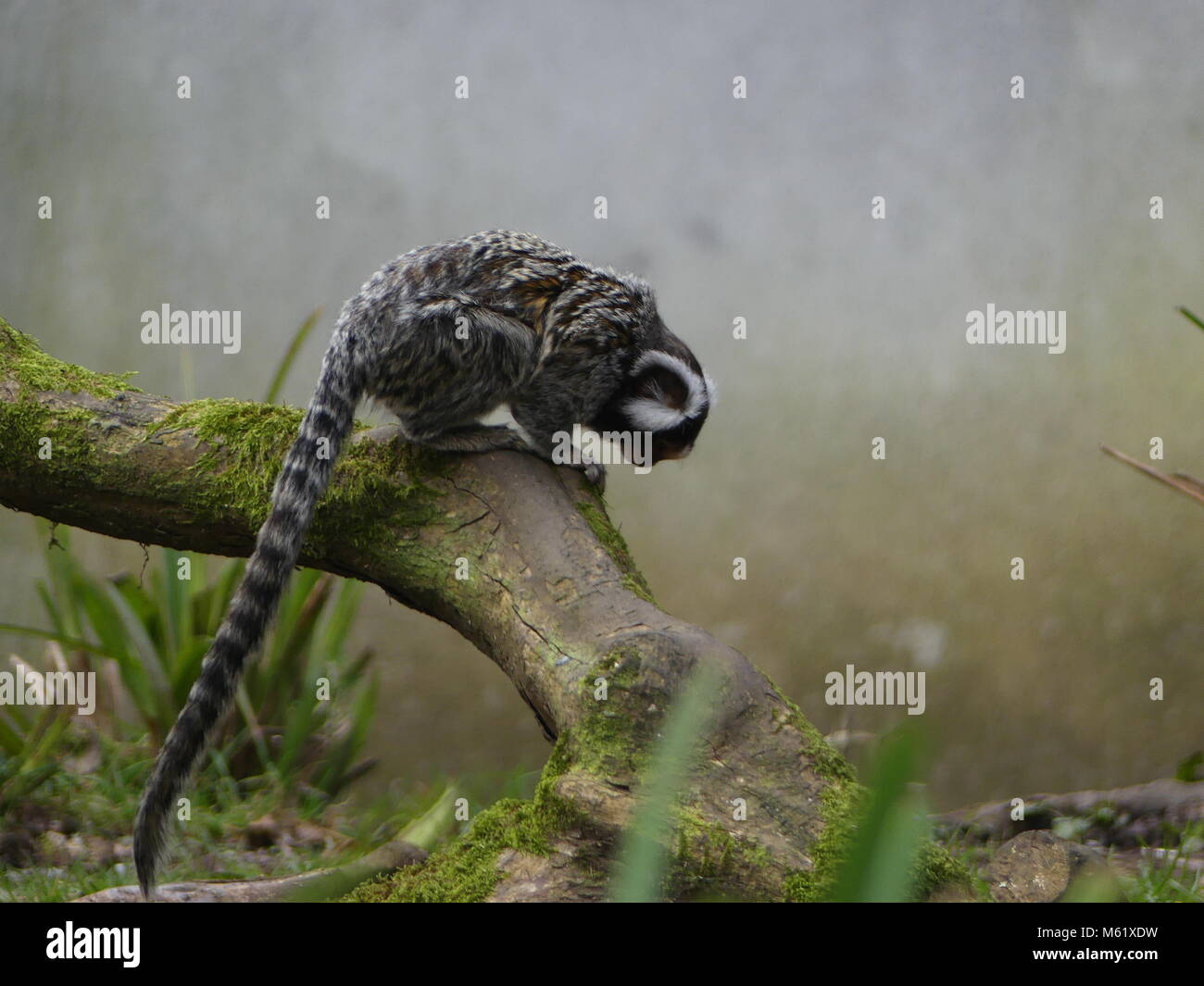 Marmoset comune seduto su un ramo nella nebbia Foto Stock