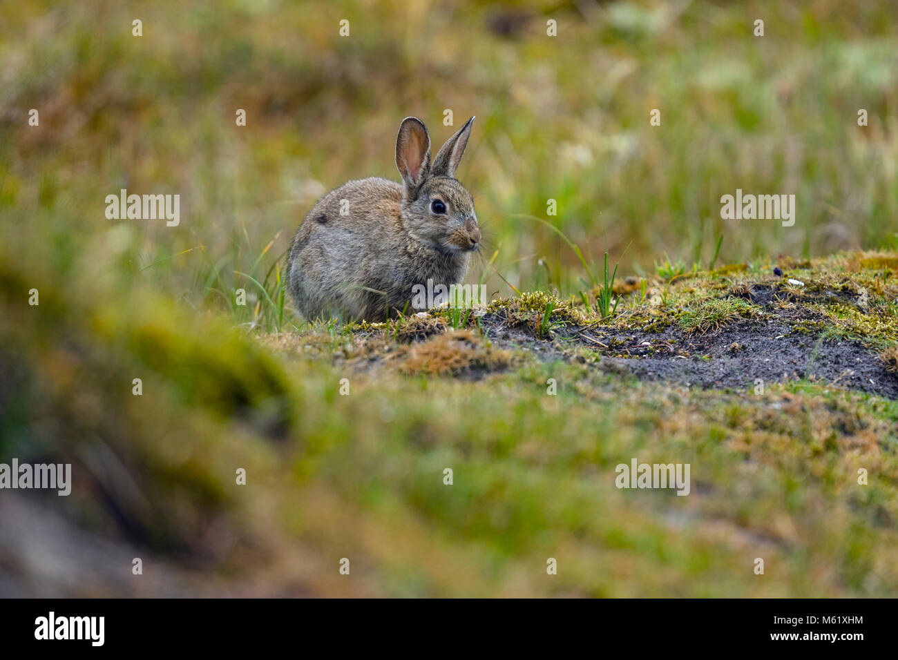 Wild Coniglio europeo (oryctolagus cuniculus) nelle dune Foto Stock