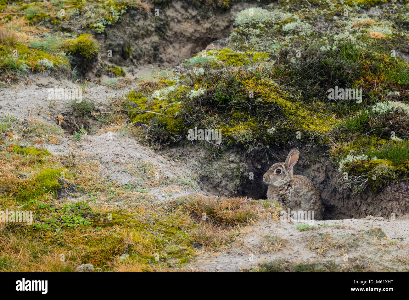 Wild Coniglio europeo (oryctolagus cuniculus) siede dalla sua tana nelle dune Foto Stock