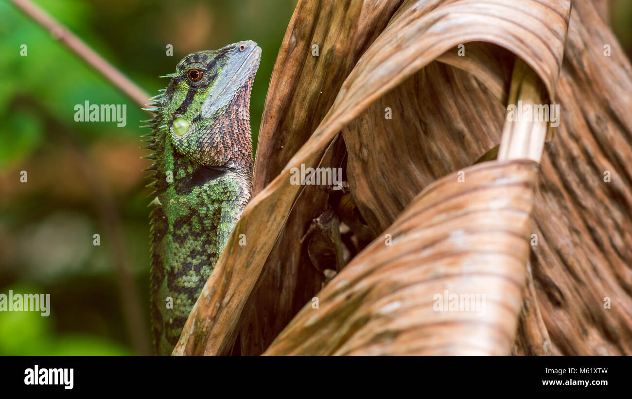 Lizard con moncone, Calotes emma sulla foglia Banan, Krabi, Thailandia. Foto Stock