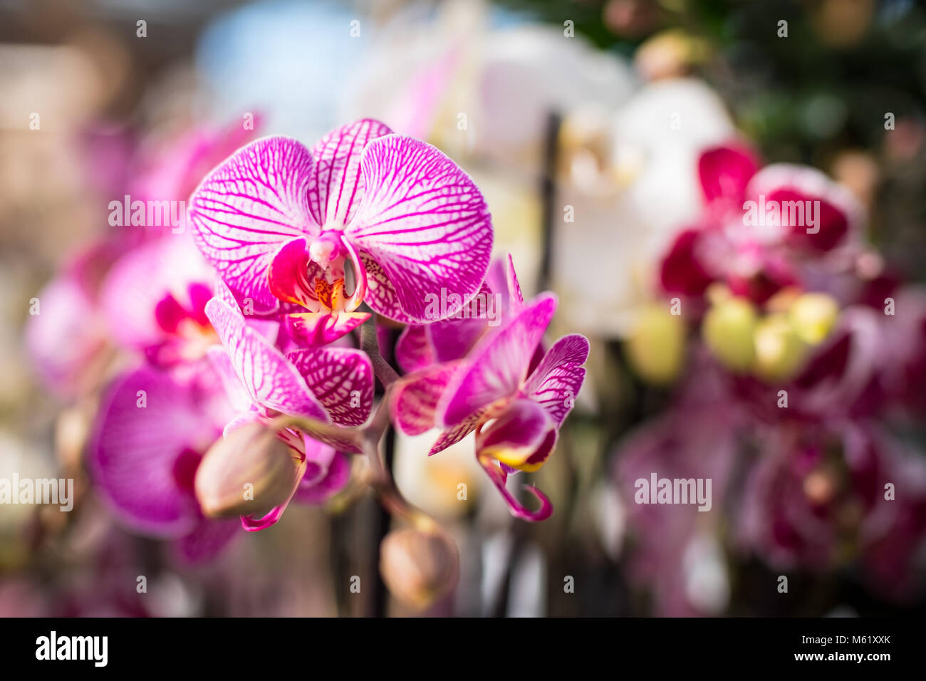 Di un bel colore rosa fiori di orchidea sotto il sole primaverile. Foto Stock