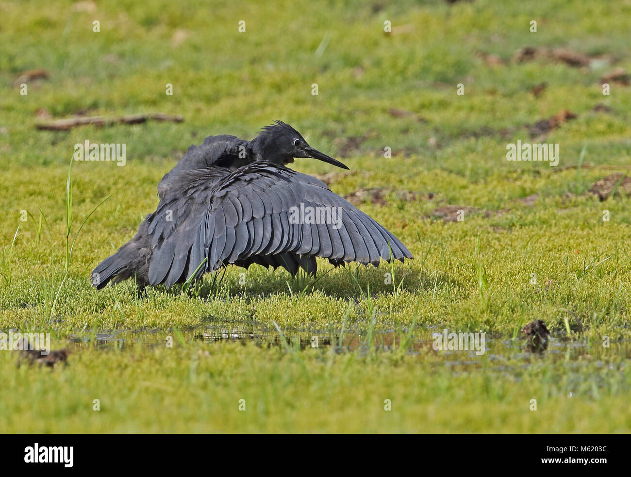 Airone nero (Egretta ardesiaca) adulto caccia, con ali 'ombrello' all'ombra acqua Ravelobe Lac, Ampijoroa stazione forestale, Madagascar Novemb Foto Stock