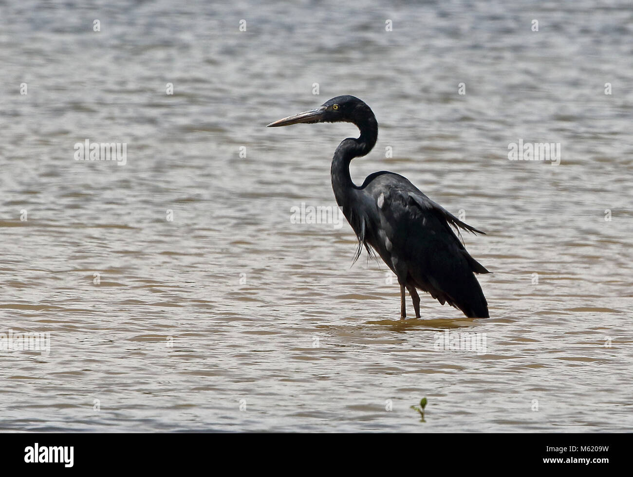 Madagascar airone rosso (Ardea humbloti) adulto in piedi nel lago, endemica malgascia, in via di estinzione Lac, Ravelobe Ampijoroa stazione forestale, Ankarafantsika Reser Foto Stock