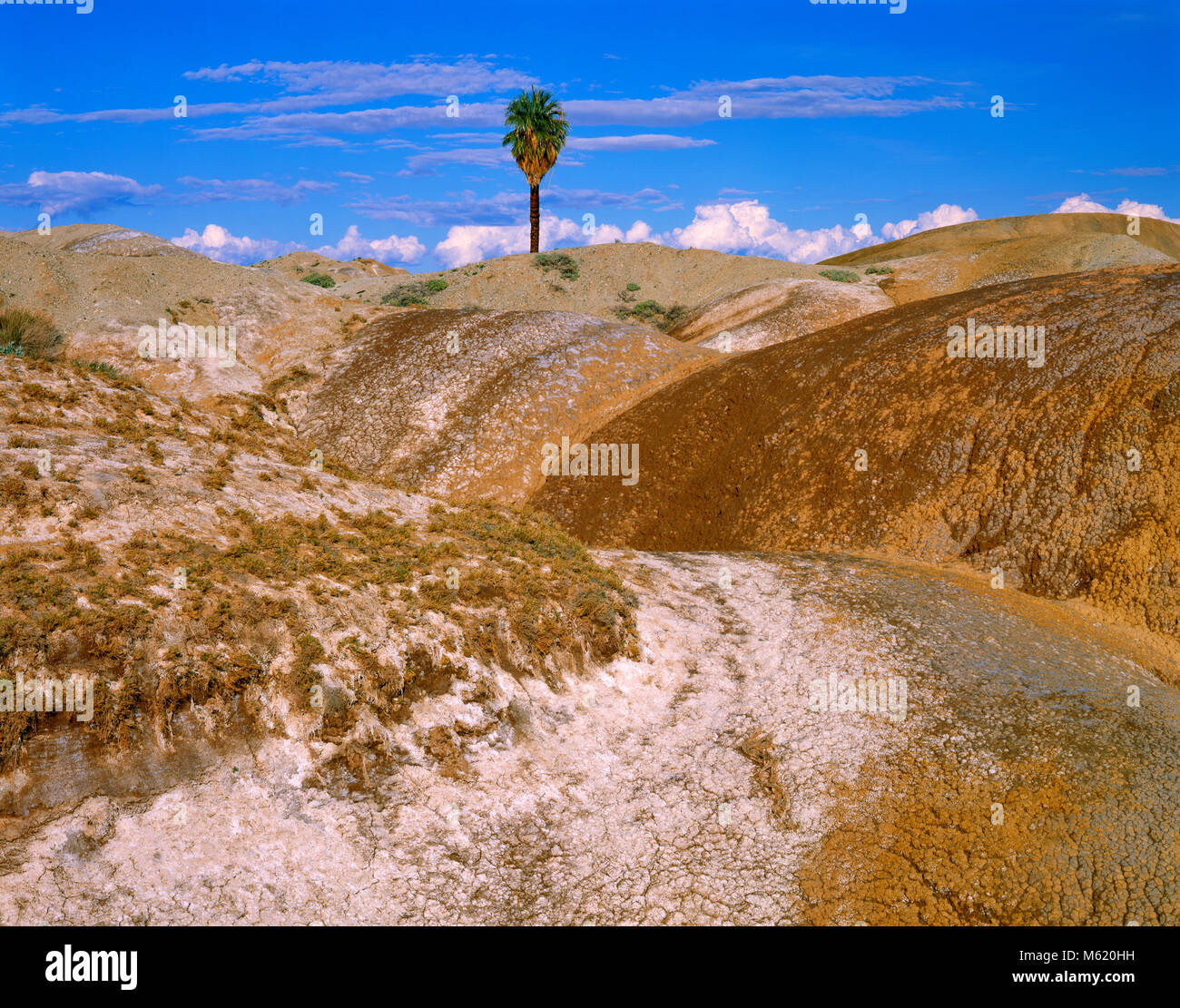 Una Palma, Anza-Borrego Desert State Park, San Diego County, California Foto Stock