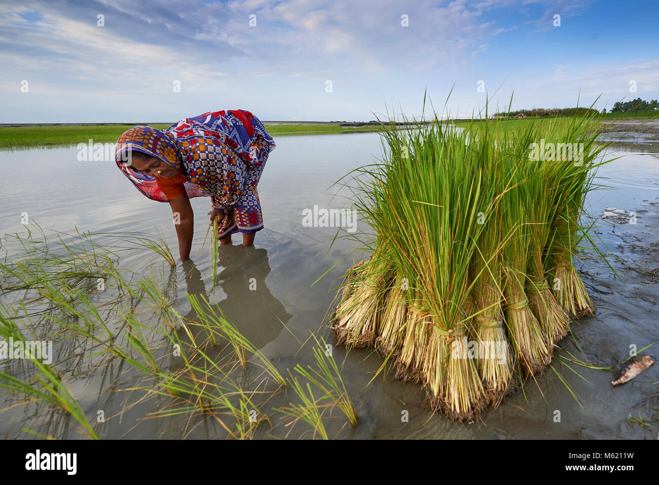 Hasina Begom piante di riso in Kunderpara, un villaggio su un isola nel fiume Brahmaputra nel nord del Bangladesh. Foto Stock