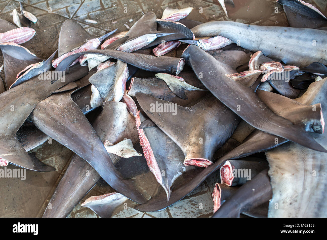 Le pinne di squalo, specie in via di estinzione Foto Stock