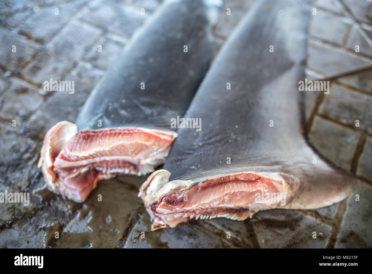 Le pinne di squalo, specie in via di estinzione Foto Stock