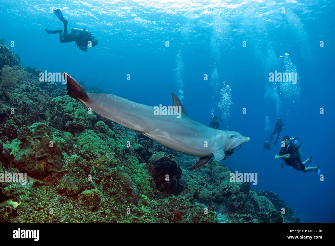 I subacquei e Bottlenose Dolphin (Tursiops truncatus) in corrispondenza di una scogliera corallina caraibica, Curacao, Antille olandesi, Caraibi, Mar dei Caraibi Foto Stock