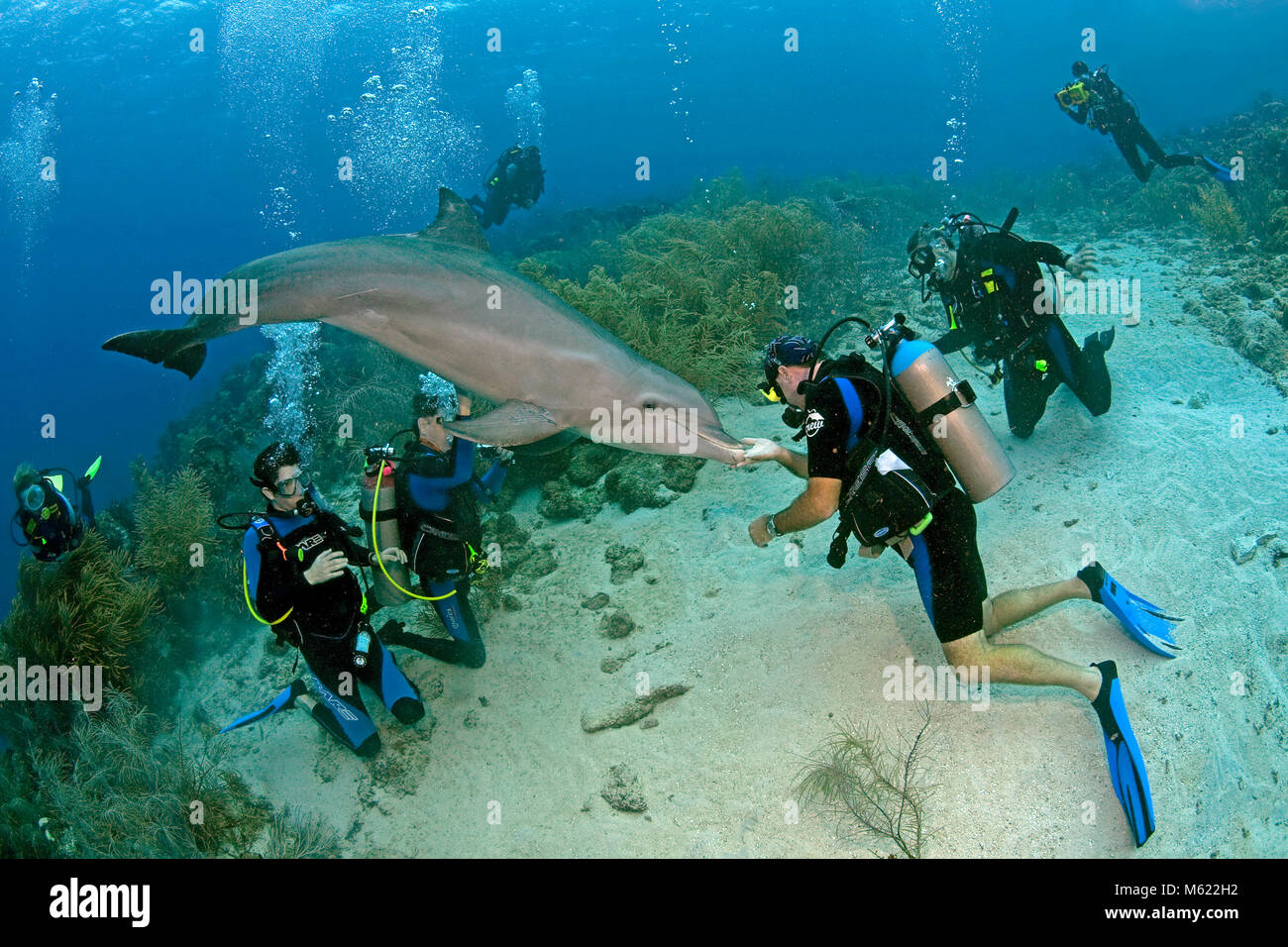 I subacquei e Bottlenose Dolphin (Tursiops truncatus) in corrispondenza di una scogliera corallina caraibica, Curacao, Antille olandesi, Caraibi, Mar dei Caraibi Foto Stock