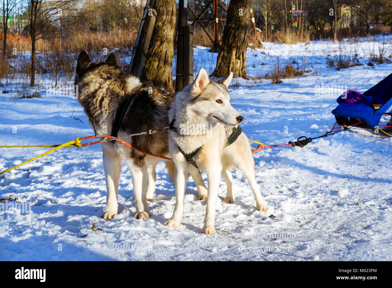 Siberian Husky di riposo in neve dopo la gara. Slitte trainate da cani husky sfruttata per sport slittino con dogsled sugli sci. Gare sportive per animali in slittini harnes Foto Stock