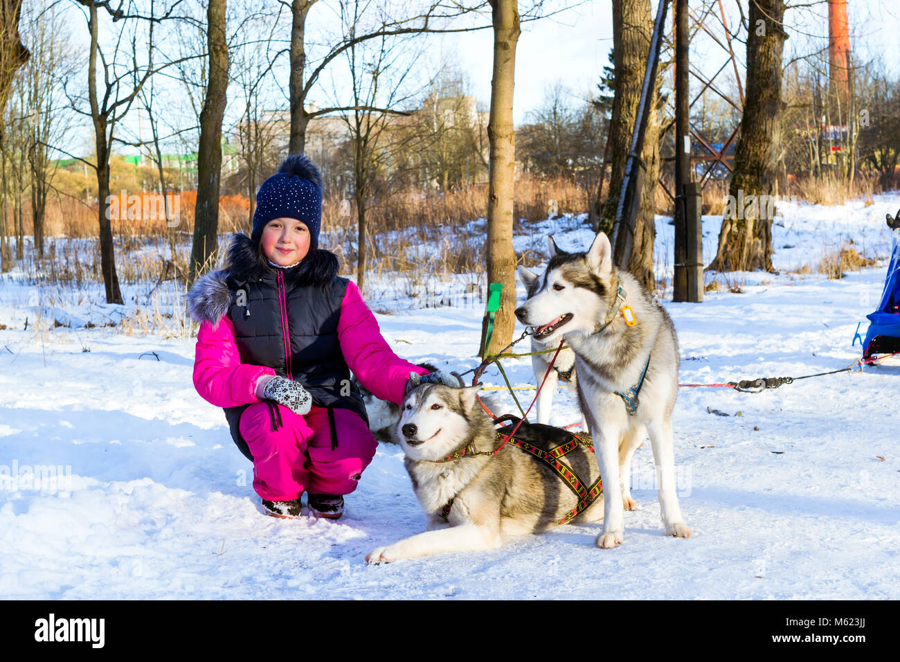 Ragazza che gioca con siberian husky di riposo in neve dopo la gara. Slitte trainate da cani husky sfruttata per sport slittino con dogsled sugli sci. Gare sportive per anima Foto Stock