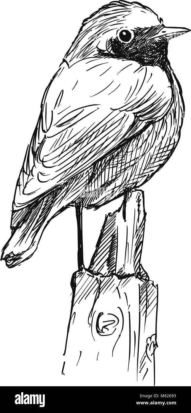 Vettore di disegno a mano di piccoli uccelli Redstart comune seduto sulla parte superiore del palo Illustrazione Vettoriale