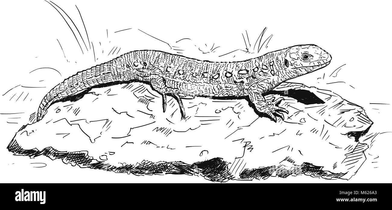 Vettore di disegno a mano di sabbia femmina Lizard seduta su pietra Illustrazione Vettoriale