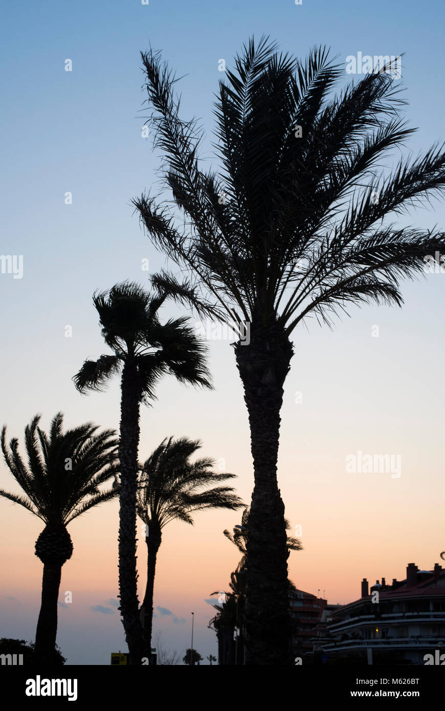 Palme stagliano contro un tramonto colorato a Sitges, Spagna meridionale Foto Stock