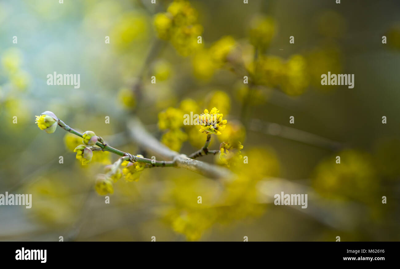 Kornus mas in inverno Foto Stock