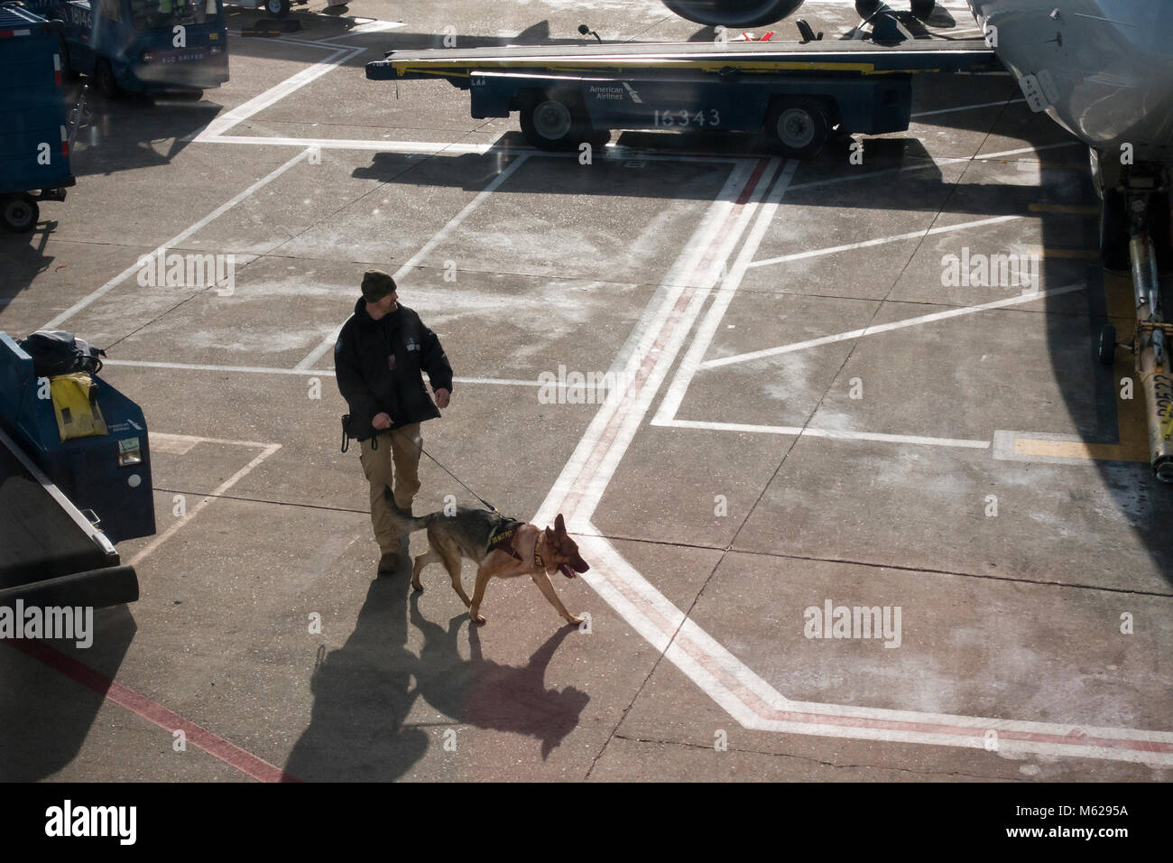 TSA bomba-sniffing cane a lavorare in aeroporto - USA Foto Stock
