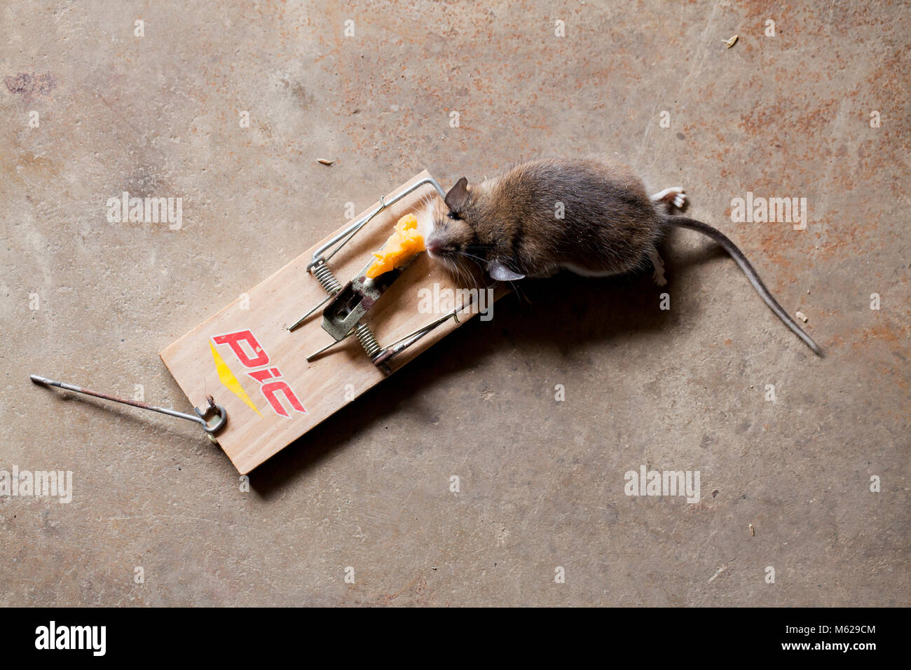 Morto casa comune mouse (Mus musculus) catturati in mousetrap - USA Foto Stock