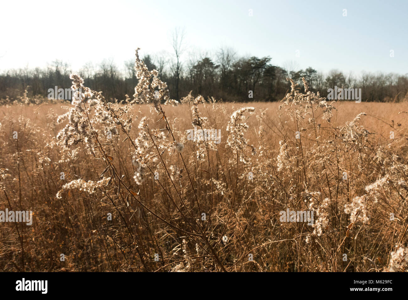 Erba secca in campo aperto in Pennsylvania - USA Foto Stock