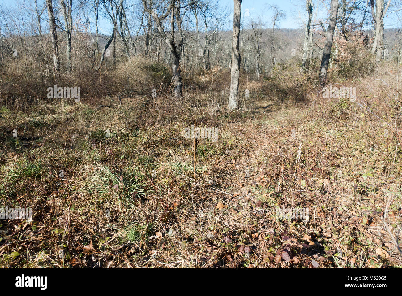 Percorso a piedi nei boschi Appalachian forest durante il primo inverno, mostrando di arbusti e alberi in dormienza Pennsylvania - USA Foto Stock