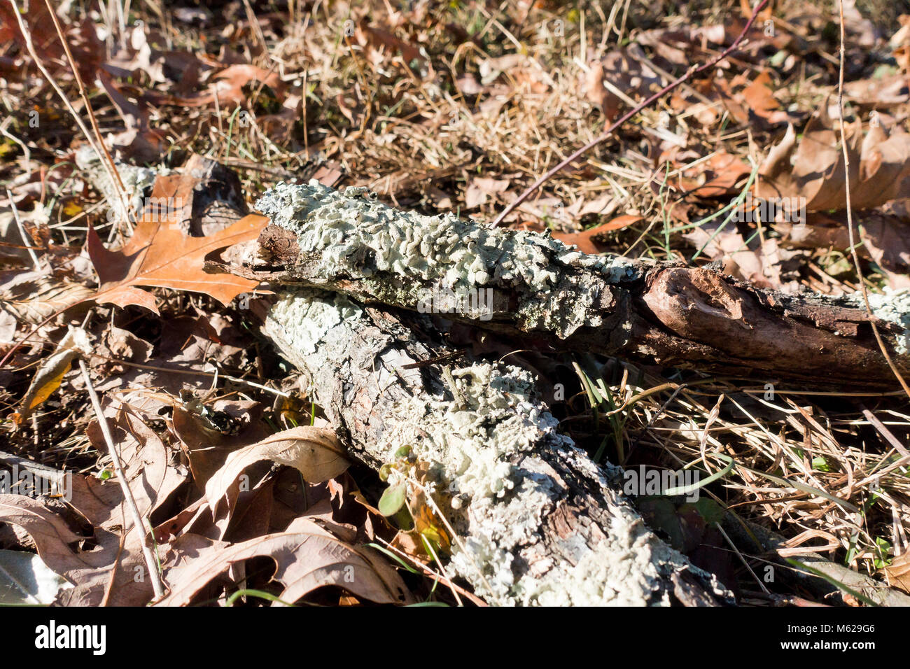 La crescita dei licheni sul lembo di albero - Pennsylvania USA Foto Stock