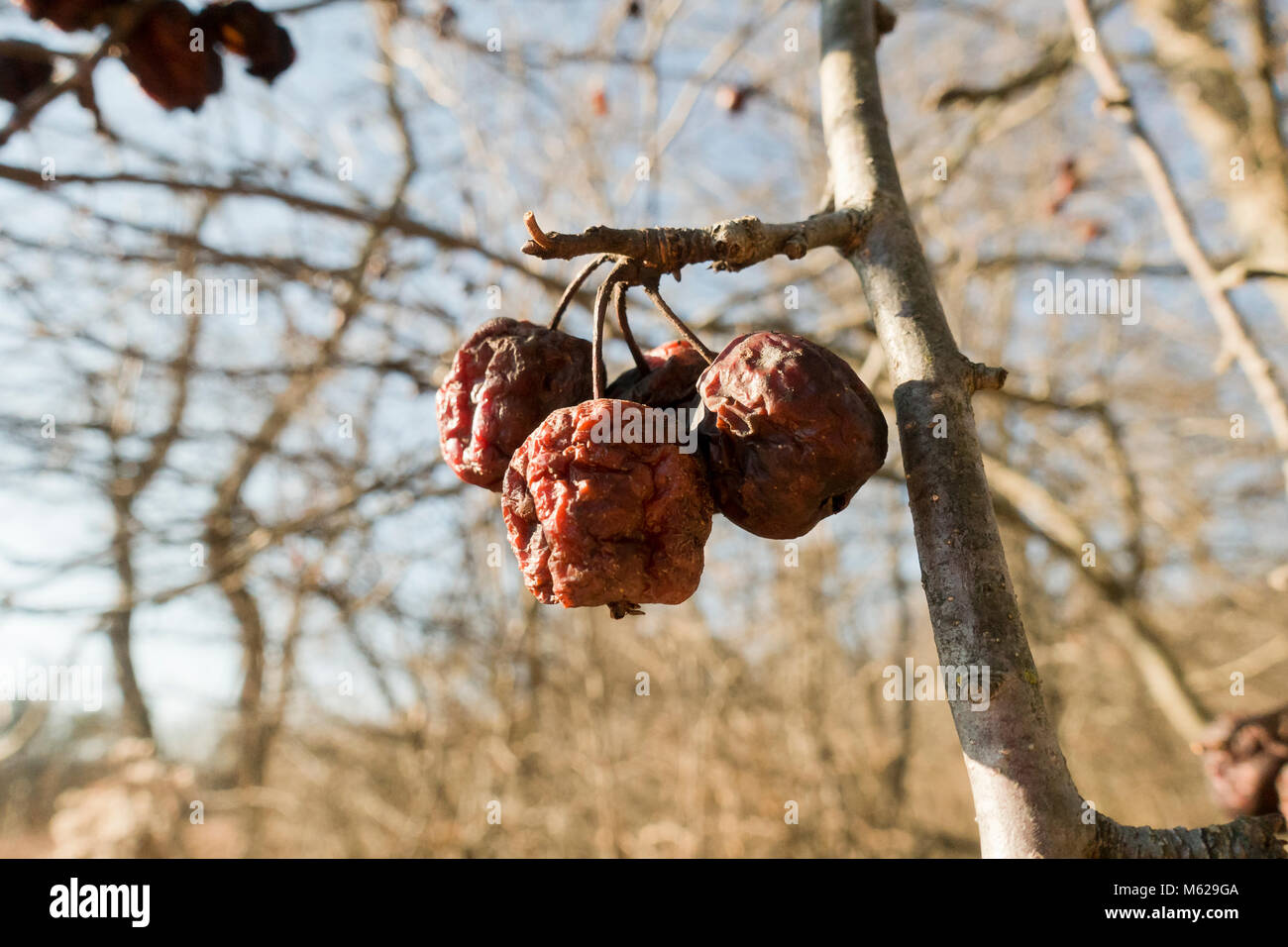 Crabpples essiccato sul ramo durante il periodo invernale - Pennsylvania USA Foto Stock