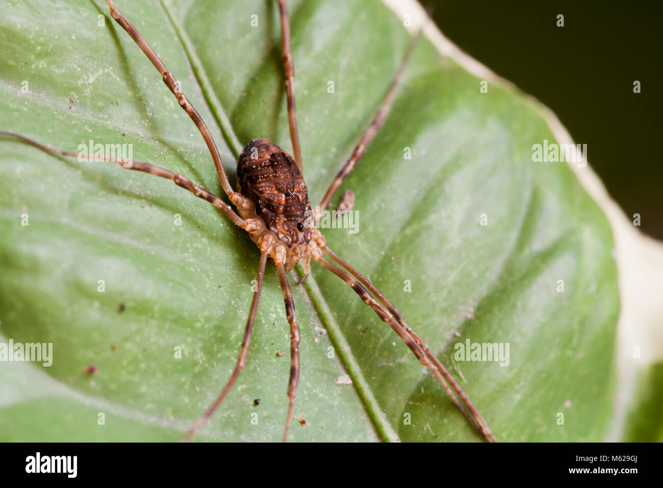 Harvestmen spider (Leiobunum vittatum) aka Daddy Long legs, capostipite longlegs spider, falegname spider, daddy long-gambe o vibrare spider - USA Foto Stock