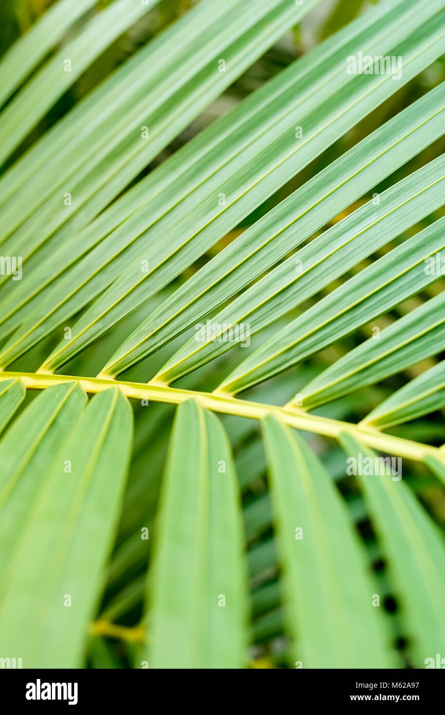 Abstract foglia verde, chiuso up shot sfondo Foto Stock