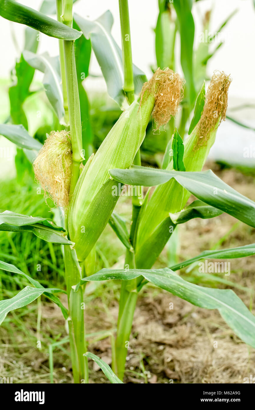 Pronto per la mietitura Hokkaido puro mais bianco Foto Stock