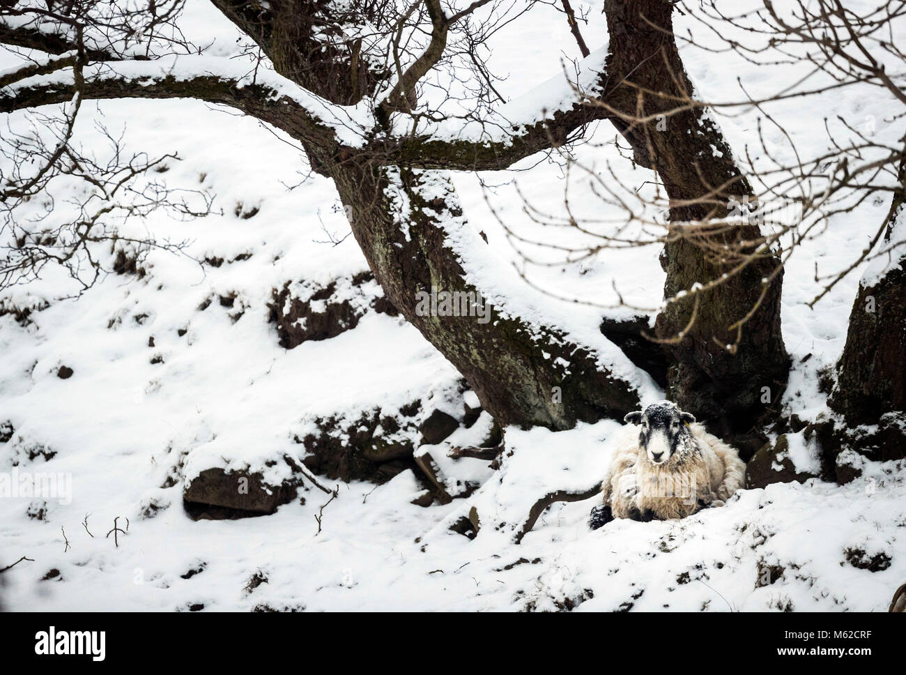 Una pecora si siede nella neve in Valle di speranza nel Peak District. Foto Stock