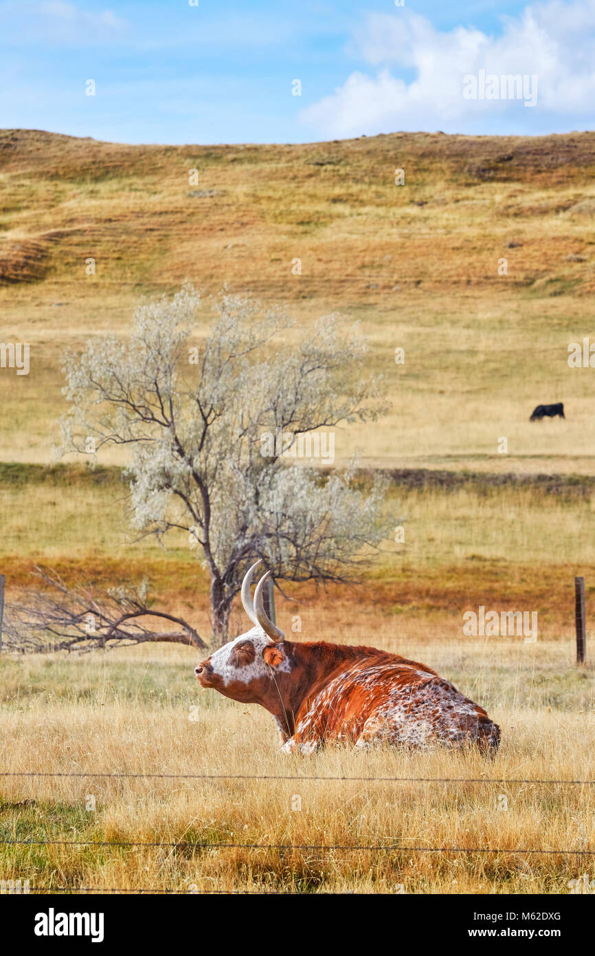 Texas Longhorn resti a secco su un prato autunnale, STATI UNITI D'AMERICA. Foto Stock