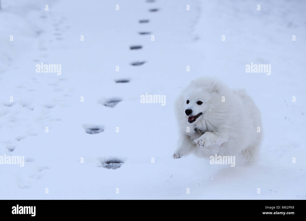 Kobe, un giapponese di spitz, corre attraverso la neve di Glasnevin Dublin, come neve pesante ha causato più miseria per i viaggiatori per tutta la notte. Picture Data: mercoledì 28 febbraio, 2018. Vedere PA storia meteo freddo. Foto di credito dovrebbe leggere: Brian Lawless/PA FILO Foto Stock