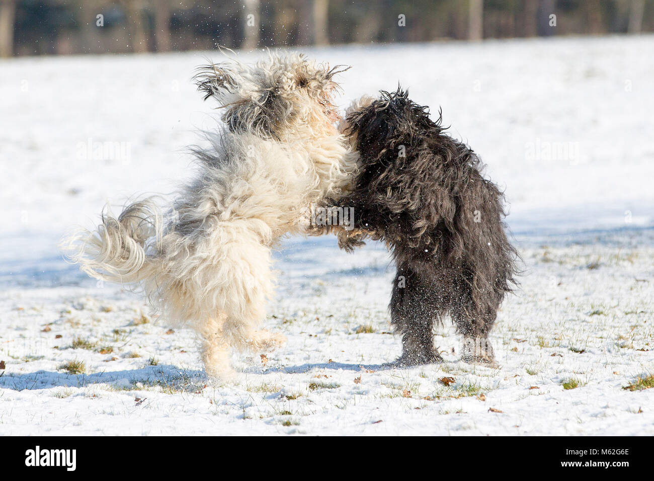 I cani giocare nella neve a Richmond Park, Londra, come condizioni invernali hanno causato più miseria per i viaggiatori per tutta la notte. Foto Stock