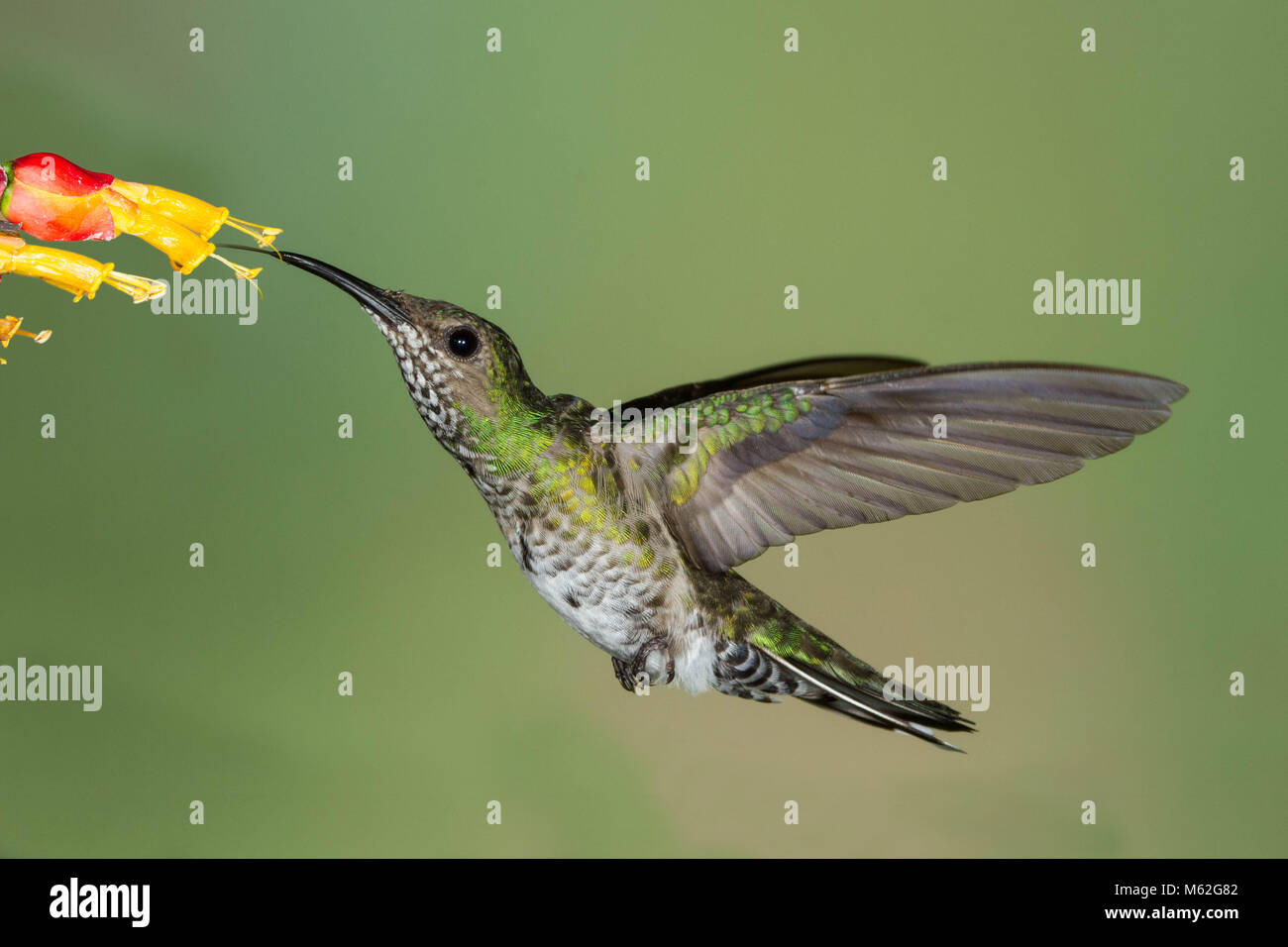 Bianco-colli hummingbird giacobina alimentazione femmina in corrispondenza di un fiore Foto Stock