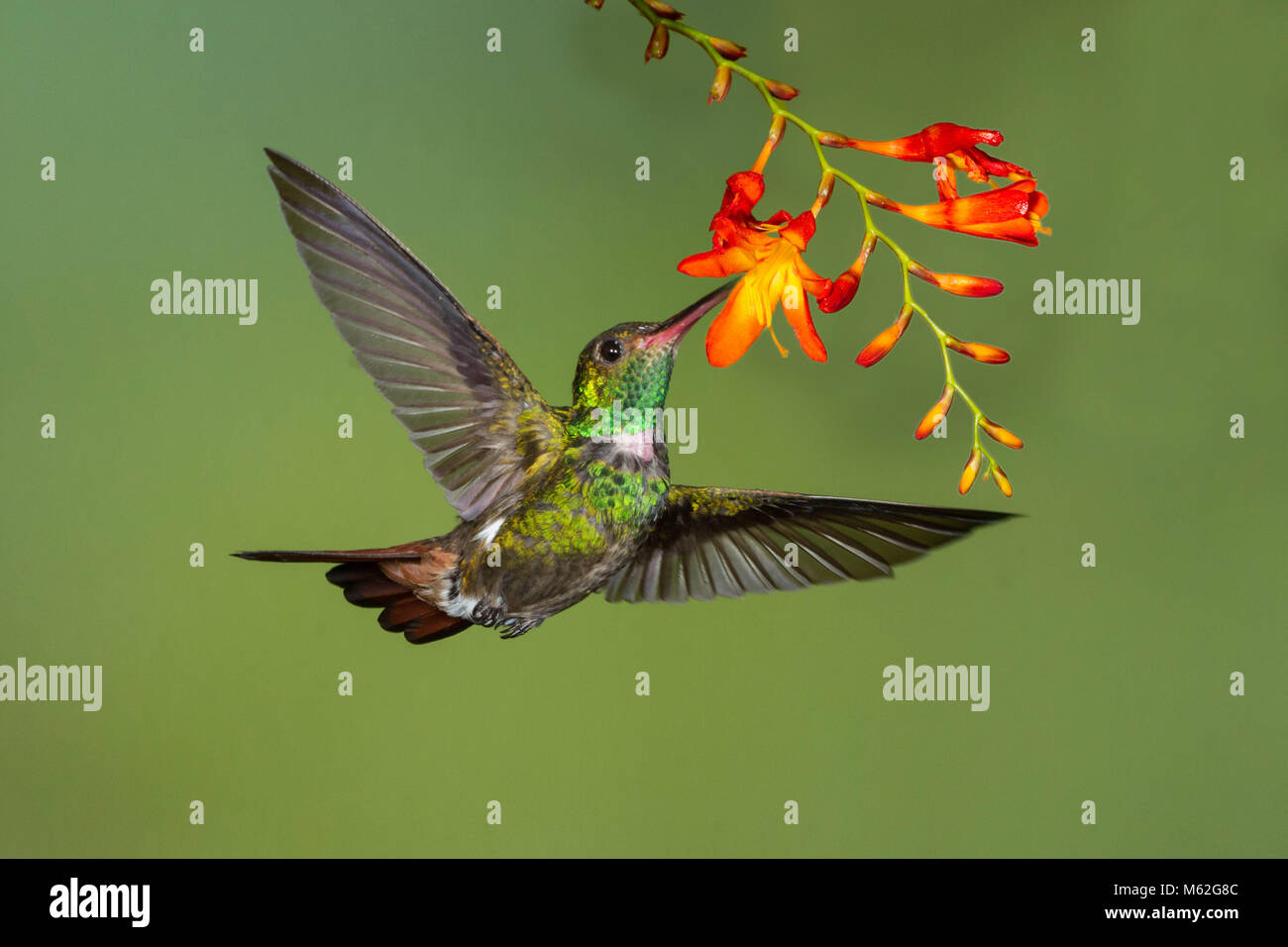 Rufous-tailed hummingbird alimentazione su un fiore Foto Stock